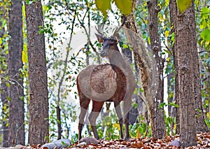 Male sambar deer - Rusa unicolor with forest background