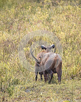 Male sambar deer smell and drink the female sambar`s piss in an open grass field at Yala national park, a concept of weird mating photo