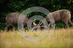 Male Sambar deer stags fighting