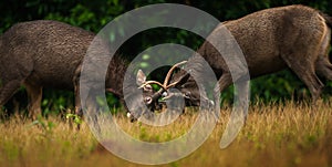 Male Sambar deer stags fighting in season