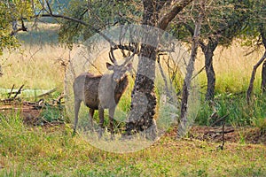 Male sambar Rusa unicolor deer in Ranthambore National Park, Rajasthan, India