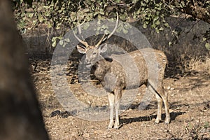 Male sambar who feeds in the winter Indian forest in the sun on