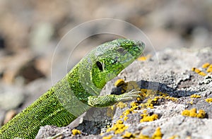 Male sand lizard (Lacerta agilis).