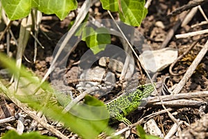 Male sand lizard / Lacerta agilis in a hiding place