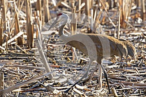 Male sandhill crane Antigone canadensis near the nest