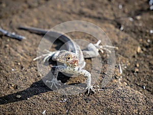 A male Santiago lava lizard - Isla Santiago, Galapagos, Ecuador