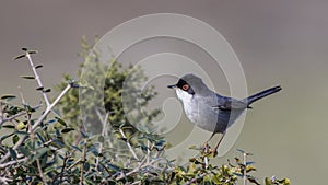 Male Sardinian Warbler on Busherry