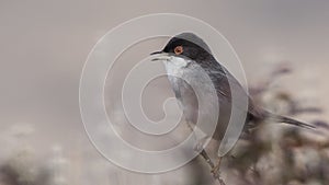 Male Sardinian Warbler on Shrubbery