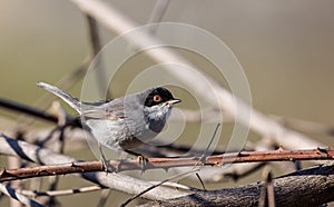 Male Sardinian Warbler