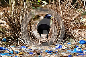 Male Satin Bowerbird