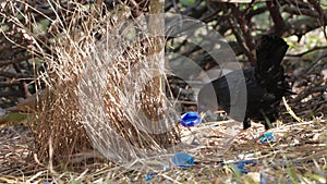 male satin bowerbird holds a blue bottle cap while female is in bower