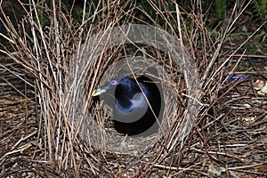 Male Satin Bowerbird, Ptilonorhynchus violaceus