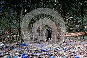 Male satin bowerbird Ptilonorhynchus violaceus standing in his bower