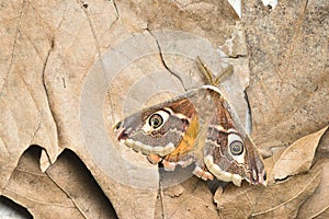 Male of Saturnia pavonia, the small emperor moth, camouflage on dead leaves photo