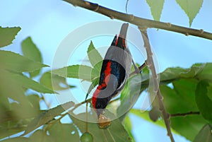 Male scalet flowerpecker