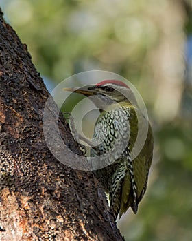 Male Scaly-bellied Woodpecker perched on a tree trunk
