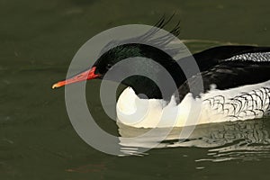 A male Scaly-sided Merganser, Mergus squamatus, swimming on a pond at Arundel wetland wildlife reserve.