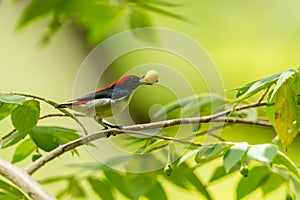 Male Scarlet-backed Flowerpecker