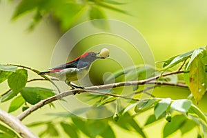 Male Scarlet-backed Flowerpecker photo