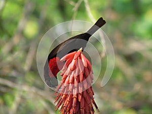 Male Scarlet-chested Sunbird Chalcomitra senegalensis IMG_1341, captured in Kruger National Park, South Africa on 30.08.19