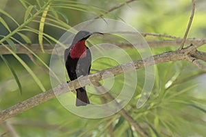 Male Scarlet-chested Sunbirds who sits in the shade on a branch