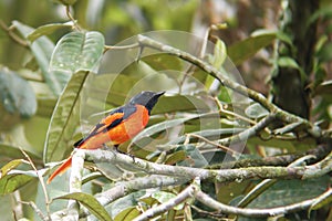Male Scarlet Minivet, Pericrocotus speciosus, perched in a tree
