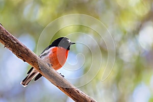 Male Scarlet Robin bird in black with scarlet red breast, white belly perching on branch, Western Australia