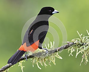 Male Scarlet-rumped Tanager (Ramphocelus passerinii)