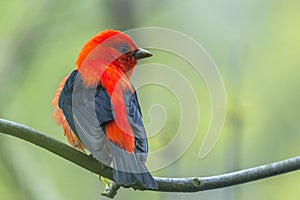 Male Scarlet Tanager in breeding plumage.Magee Marsh Wildlife Area.Ohio.USA