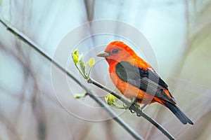 Male Scarlet Tanager in breeding plumage.Oak Harbor.Magee Marsh Wildlife Area.Ohio.USA