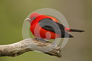 Male Scarlet Tanager on a dead bracnh