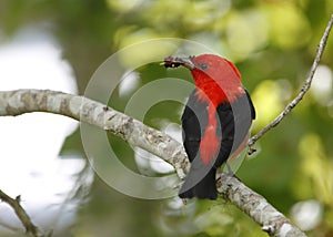 Male Scarlet Tanager Eating Mulberries
