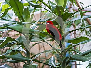 Male Scarlet Tanagers with brilliant red plumage. London zoo.