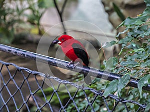 Male Scarlet Tanagers with brilliant red plumage. London zoo.