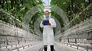 Male scientist botanical worker analyzing fertilize cucumber seedling check condition at greenhouse