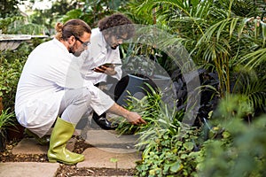 Male scientists inspecting plants