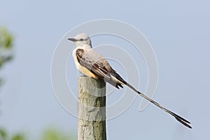 Male Scissor-tailed Flycatcher perched on fence post - Texas