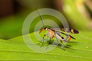 Male scorpion fly on green leaf