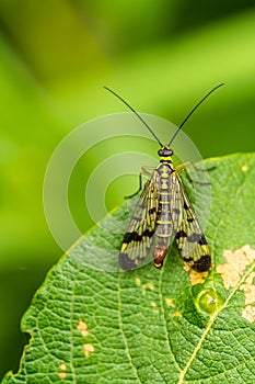 Male Scorpion Fly Panorpa communis sitting on a leaf