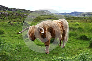 A male Scottish highland cattle with large horns