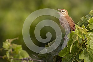 Scrub Robin @ CÃÂ¡diz Spain Photo 2 photo