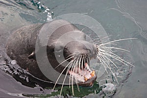Male of sea lion