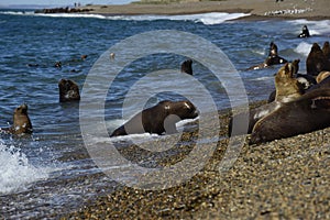 Male Sea Lion , in the coastal colony,