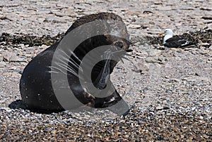 Male sea lion on an island in the Beagle Channel Patagonia, Argentina