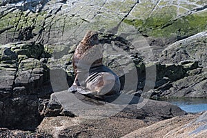 Male sea lion on an island in the Beagle Channel Patagonia, Argentina