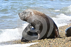 Male Sea Lion , Patagonia,