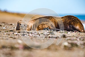 Male sea lion relaxing on the beach