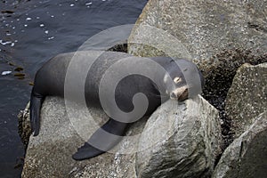 Male Sea Lion Sleeping on Rocks in Monterey California
