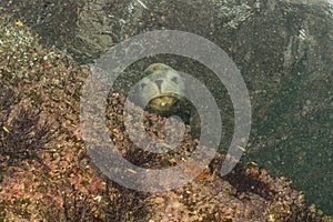 Male sea lion underwater looking at you