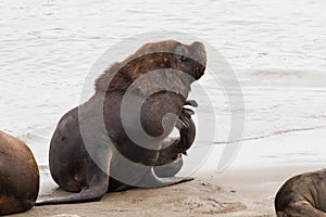 Male sea lion who scratched sitting on the beach of the Atlantic